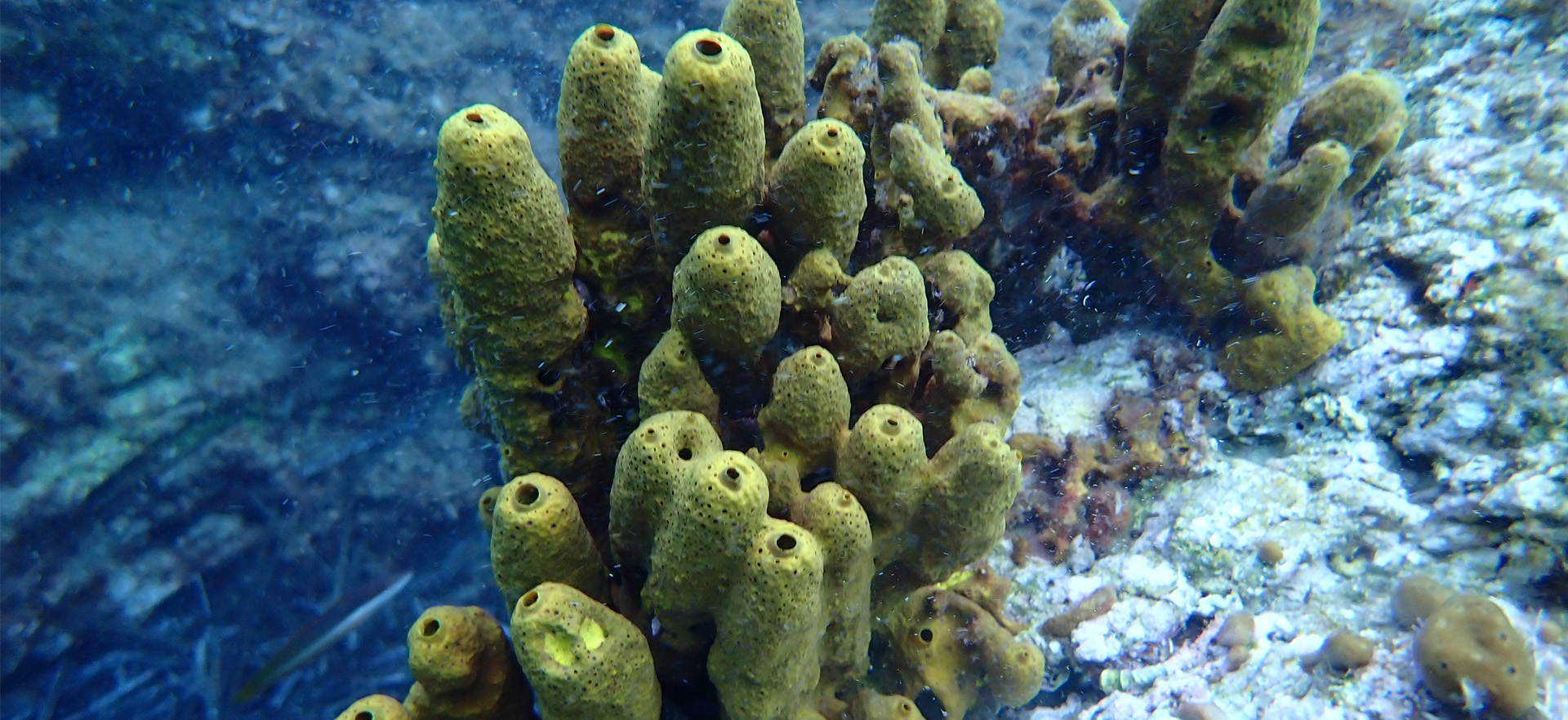 Underwater Coral Greece